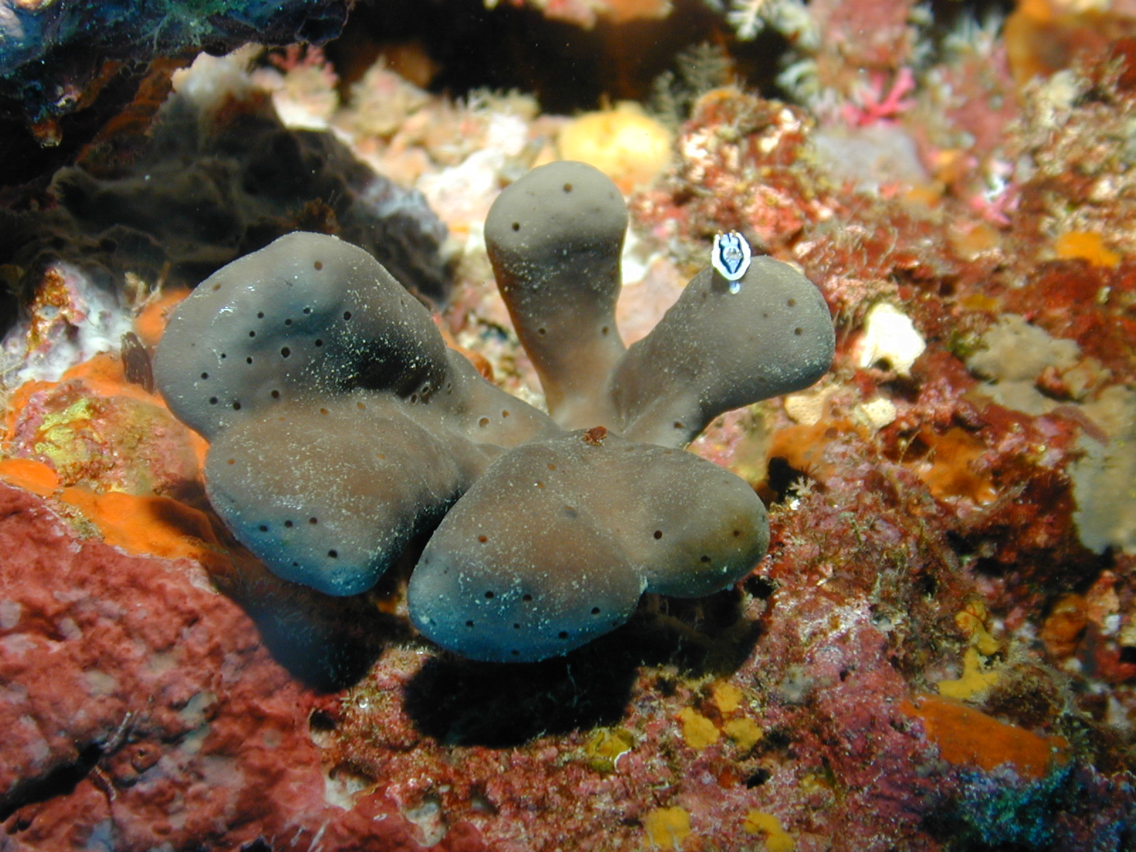 Cacospongia mycofijiensis (sponge) and nudibranch predator (Chromodoris lochi) - Tyler Johnson