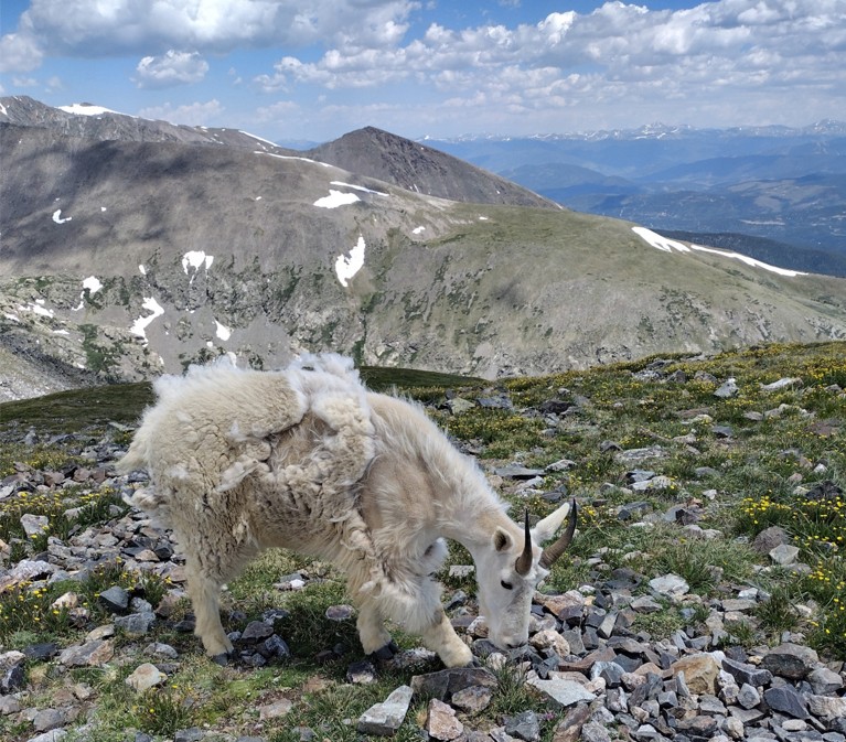 Mountain goat Mount Quandary