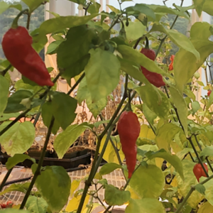 Ghost Peppers Hicks Lab