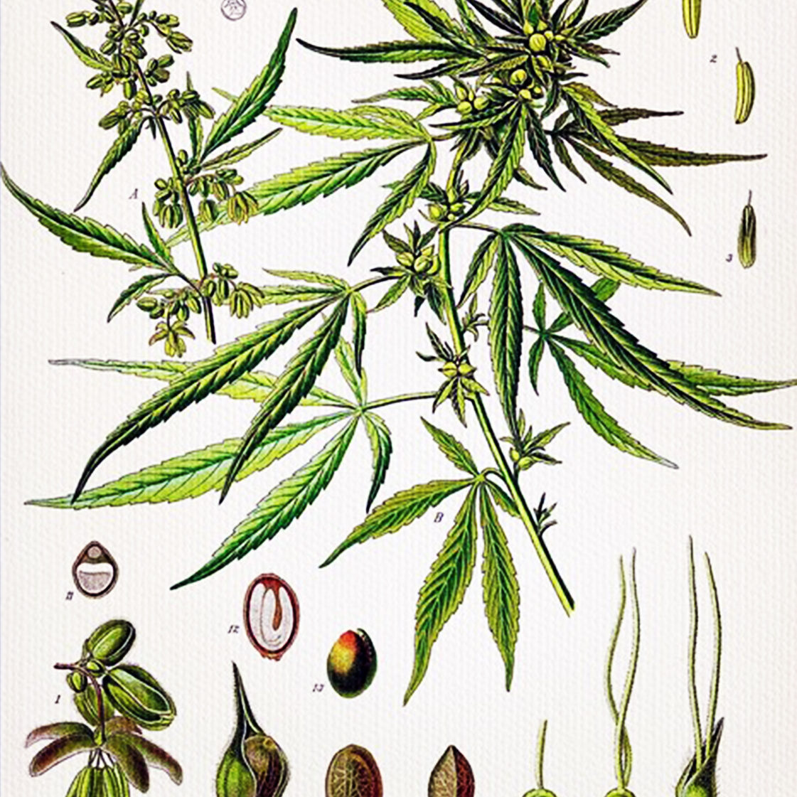 cannabis sativa cannabis sativa