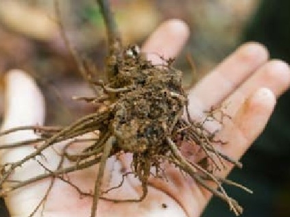 black cohosh root black cohosh root